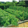 MALLA ENTUTOR TRELLINET 35/2X025 VERDE